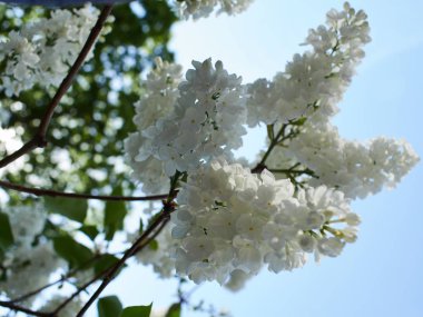 blooming Syringa vulgaris 'Alba'