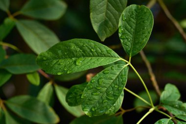 Üzerlerinde büyük yağmur damlaları olan yeşil yapraklar.