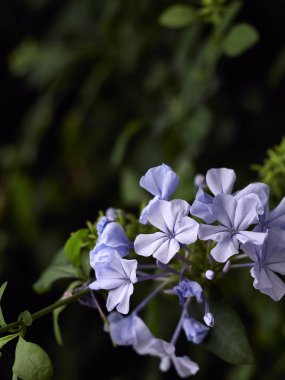 Metin için çiçek Plumbago Auriculata arka plan ve alan.