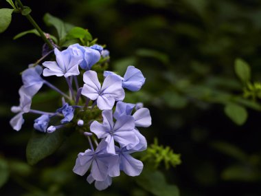 Metin için çiçek Plumbago Auriculata arka plan ve alan.