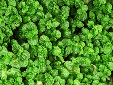 Pilea nummulariifolia arka plan yaprakları.