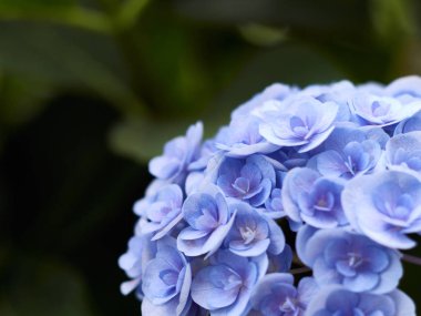 Metin için Hydrangea macrophylla arka plan ve alan.