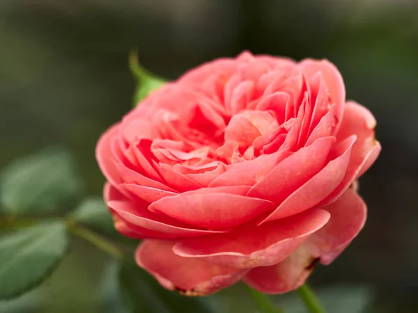 Blooming Abraham Darby gül.