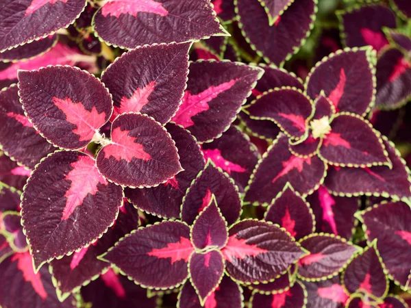 Plectranthus scutellarioides arka plan yaprakları.