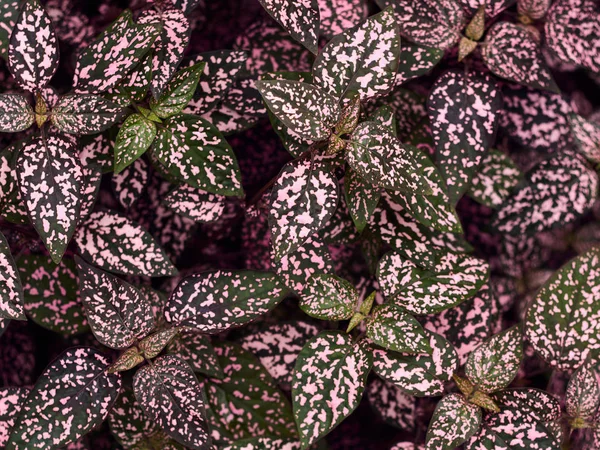 Hipoestes arka plan yaprakları.