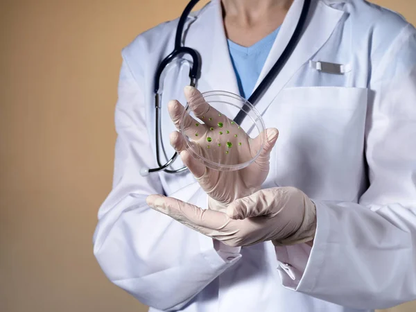 A női orvos kezében egy Petri-csészébe. — Stock Fotó