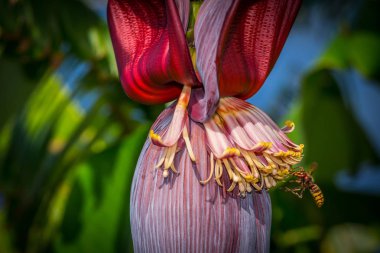 bir muz ağacı çiçek için uçan yaban arısı