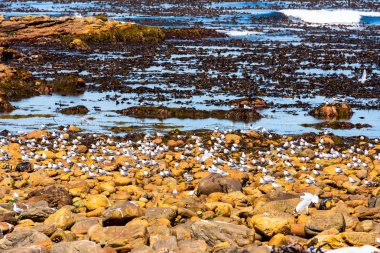 Martılar, Güney Afrika'da Cape of Good Hope, deniz yosunu ve kaya oluşumları