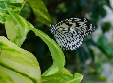 Yürüyüş yeşil bir yaprak bir ağaç perisi tereyağı yana yakın çekim çekim sinek.