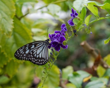 Bir kağıt uçurtma kelebek mor çiçekler ile yeşil dal toprakları.