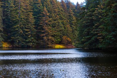 Alaskan ormanın renkleri dönüm ağaçlarıyla çevrili bir göl