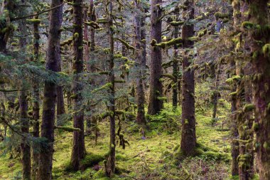 Ağaç dalları ve yağmur ormanı yerde yosun kaplı.