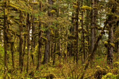 Yeşil ağaçlar, yosun ve ağaç altındaki çalılık yoğun paketlenmiş bir bölümü olan Alaska yağmur ormanı.