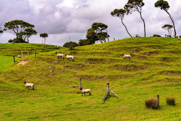 Πρόβατα Που Περιφέρονται Γύρω Από Την Βοσκή Στους Λόφους Του — Φωτογραφία Αρχείου