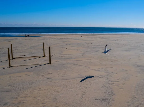 Eine Möwe Fliegt Winter Über Einen Verlassenen Frühlingssee Strand — Stockfoto