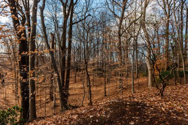 Geniş açı çekim bir soğuk kış sabahı kaplı tree Hill'de.