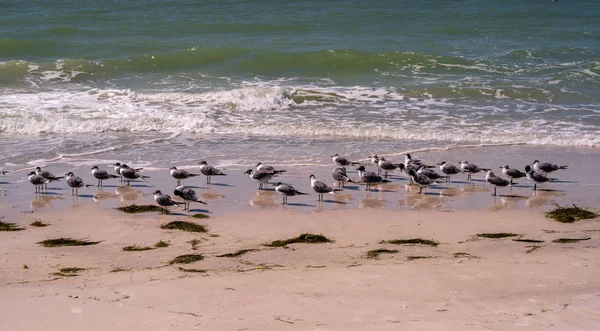 Flock Seagulls Beach Gulf Mexico Reflections Wet Sand — Stock Photo, Image