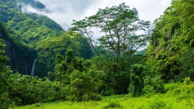 Yoğun bir sis görünür 
