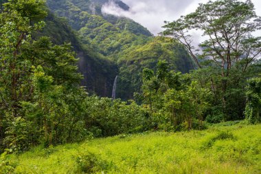 Sis Rain Forest için Rolls