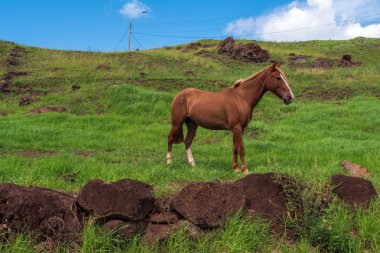 Paskalya adasında vahşi bir at