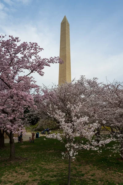 Monumento a Washington durante el Peak Bloom — Foto de Stock