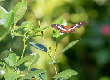 Bayağı Beyaz Amiral Kelebeği