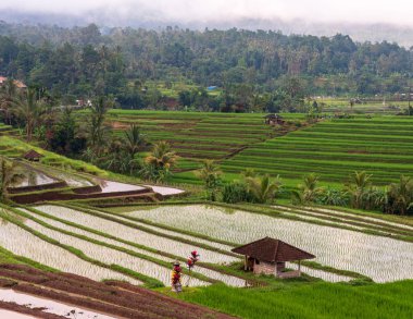 Fırtına öncesi Pirinç Tarlaları