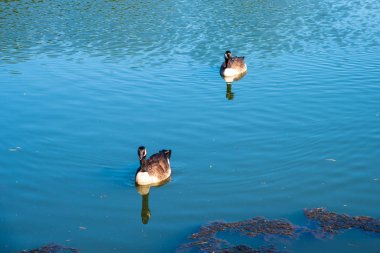 üst üste ördekler