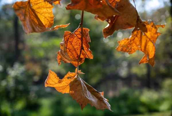 Hojas en otoño — Foto de Stock