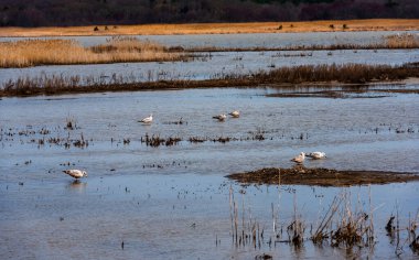 Sandpiperlar kıyı tuzlu bataklıklarında dururlar.