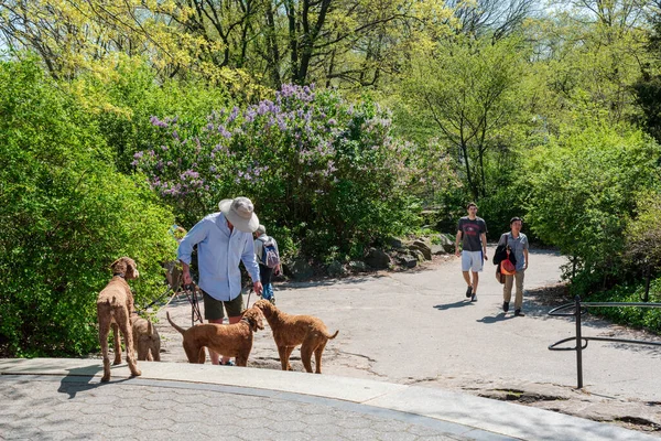 New York, New York, ABD -- 28 Nisan 2017. Bir köpek gezdiricisinin ve köpeklerin New York 'taki Central Park' ta yürüyüş yaparken çekilmiş fotoğrafı..