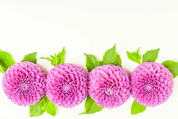 Dahlia Bola Barbárie Moldura Fronteira Vista Superior Flores Frescas Violetas — Fotografia de Stock