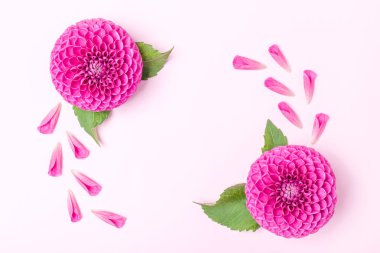 Dahlia top-barbarry ve yeşil yapraklarla - üstten görünüm üzerinde pastel arka plan kopya alanı ile pembe parlak yaz çiçek yaprakları. Romantik kare şablonu için düğün kartı veya çiçek tasarım.
