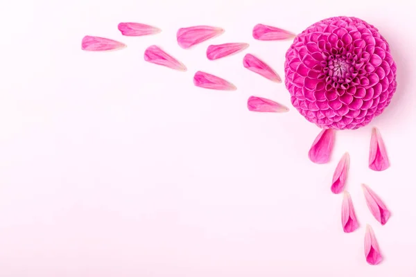 달리아 Barbarry과 파스텔 공간에 분홍색 평면도 로맨틱 디자인 — 스톡 사진