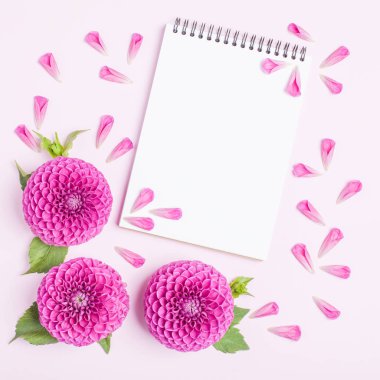 Dahlia top-barbarry çiçek ve yaprakları yeşil yaprakları ve tomurcukları - üstten görünüm pembe hassas yaz üzerinde pastel arka plan üzerinde kopya alanı olarak not defteri ile çiçek açar. Romantik çiçek tasarım şablonu.