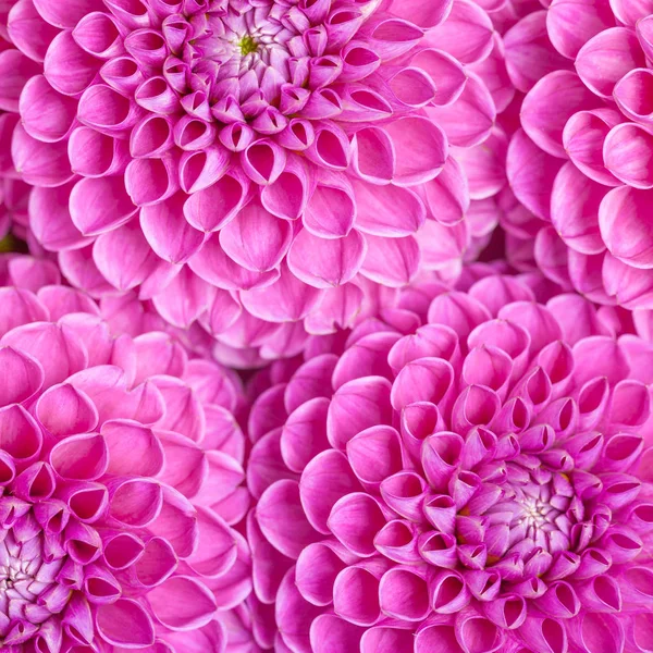 Dahlia Boule Barbarry Fleurs Fond Vue Dessus Sur Violet Fleurs — Photo