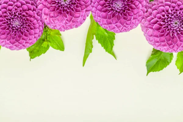 Dahlia Bola Barbárie Moldura Fronteira Vista Superior Flores Frescas Violetas — Fotografia de Stock