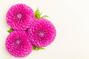 Dahlia top-barbarry çiçeklerle yeşil yaprakları ve tomurcukları - üstten görünüm pembe parlak yaz üzerinde kopya alanı pastel zemin üzerine çiçek açar. Romantik düğün kartı veya çiçek tasarım şablonu.