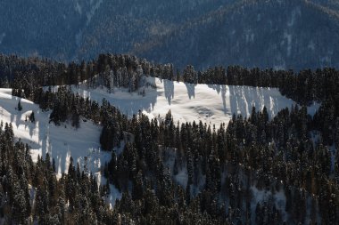 Dağlarda karla kaplı yamacında köknar ağaçları ile nadir orman