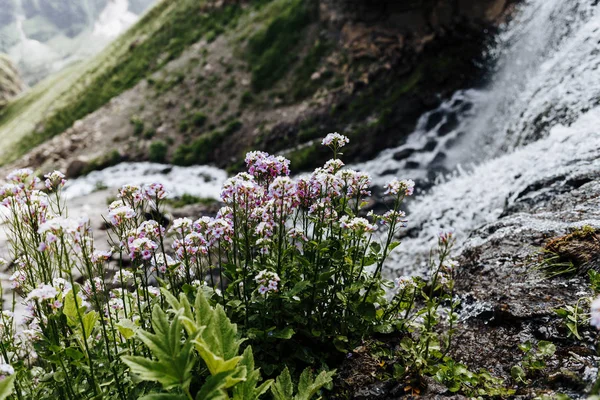 Verlaging van de bloemen in de buurt van de rivier en de waterval in de bergen van de regio Elbrus Rechtenvrije Stockfoto's