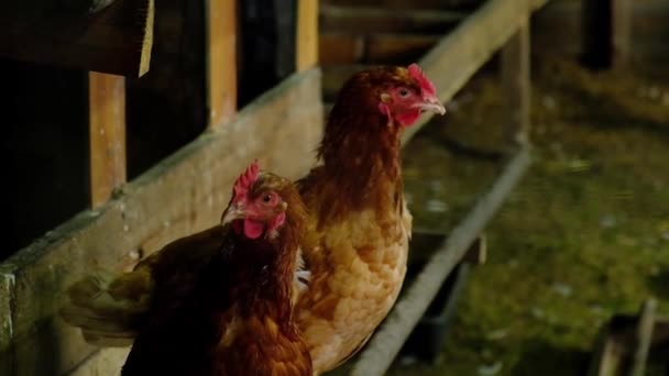 Deux poulets dans une ferme familiale — Video