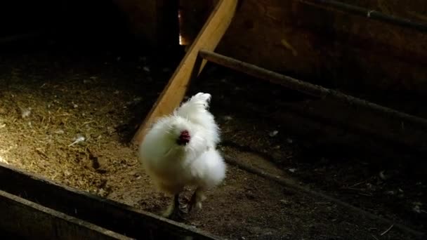 Razas de pollo chino en una granja en casa — Vídeo de stock