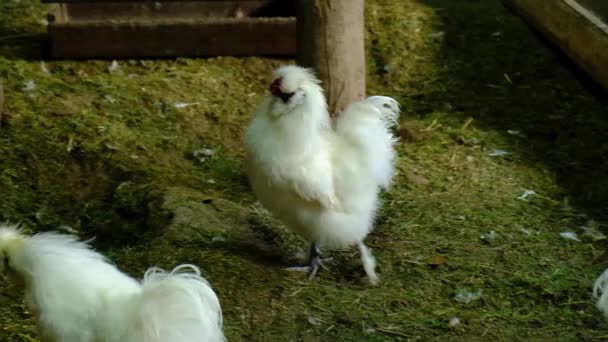 Chinese chicken breeds on a home farm — Stock Video