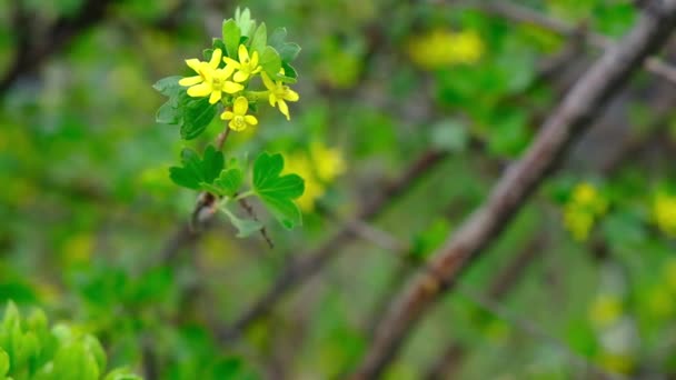 Blühen mit gelben Blüten im Frühling. Filialen schließen — Stockvideo