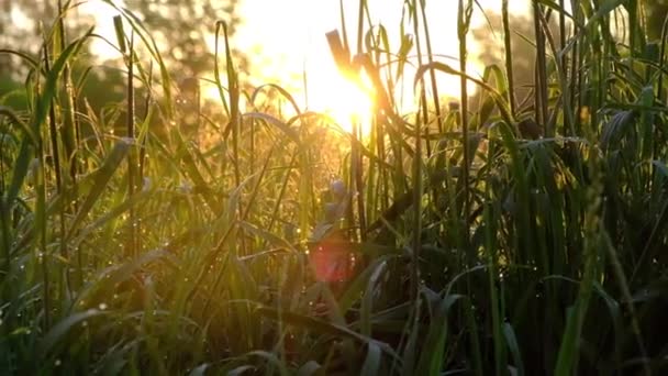 Sommerdämmerung. Saftiges Gras mit Tau auf dem Hintergrund des Sonnenaufgangs — Stockvideo