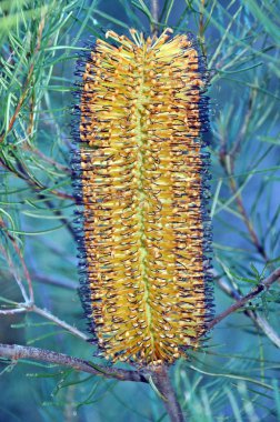 Avustralya Banksia spinulosa önümüzdeki, saç tokası banksia, Royal National Park, Nsw. yerli-e doğru Doğu Avustralya.