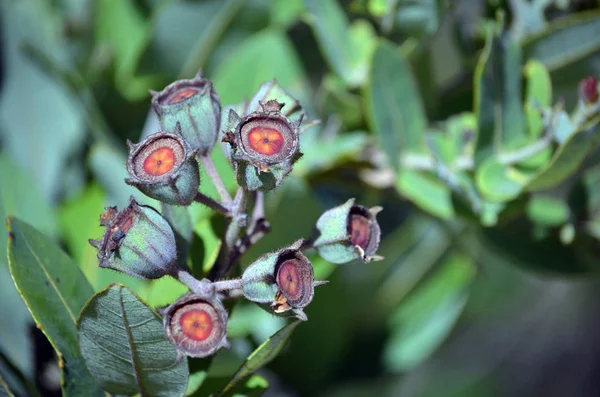 Australische Dwerg Appel Angophora Hispida Kauwgom Noten Royal National Park — Stockfoto