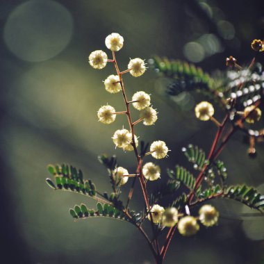 Avustralya doğal güneş ışığı büyüyen Royal National Park, Sydney, Nsw, Avustralya Wattle, akasya terminalis,.