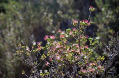 Avustralya 'nın yerlisi Clustered Myrtle' ın kırmızı, pembe ve beyaz dikenli çiçekleri, Darwinia fascicularis, Little Marley ateş yolu boyunca çalılıklarda yetişir, Royal National Park, Sydney, Avustralya. Çiçekler kıştan yaza.
