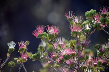 Avustralya 'nın yerlisi Clustered Myrtle' ın kırmızı, pembe ve beyaz dikenli çiçekleri, Darwinia fascicularis, Little Marley ateş yolu boyunca çalılıklarda yetişir, Royal National Park, Sydney, Avustralya. Çiçekler kıştan yaza.